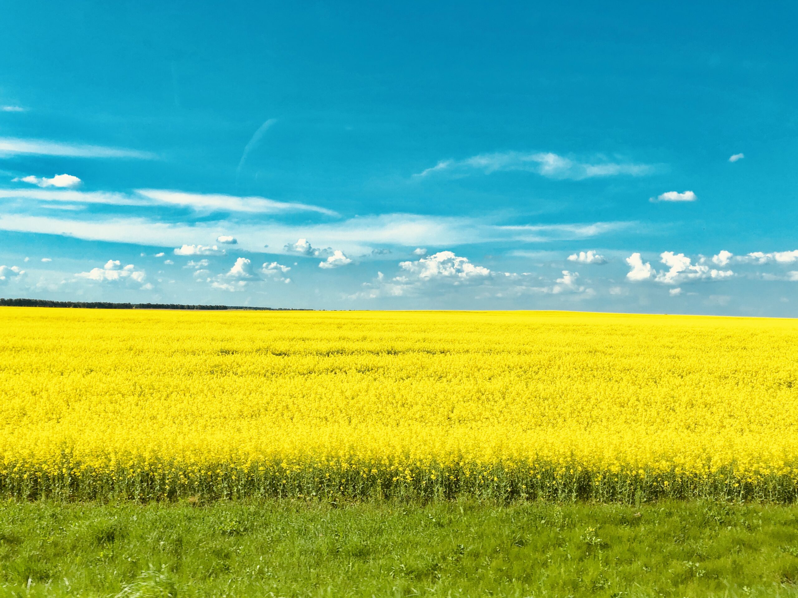 Colza en Ukraine